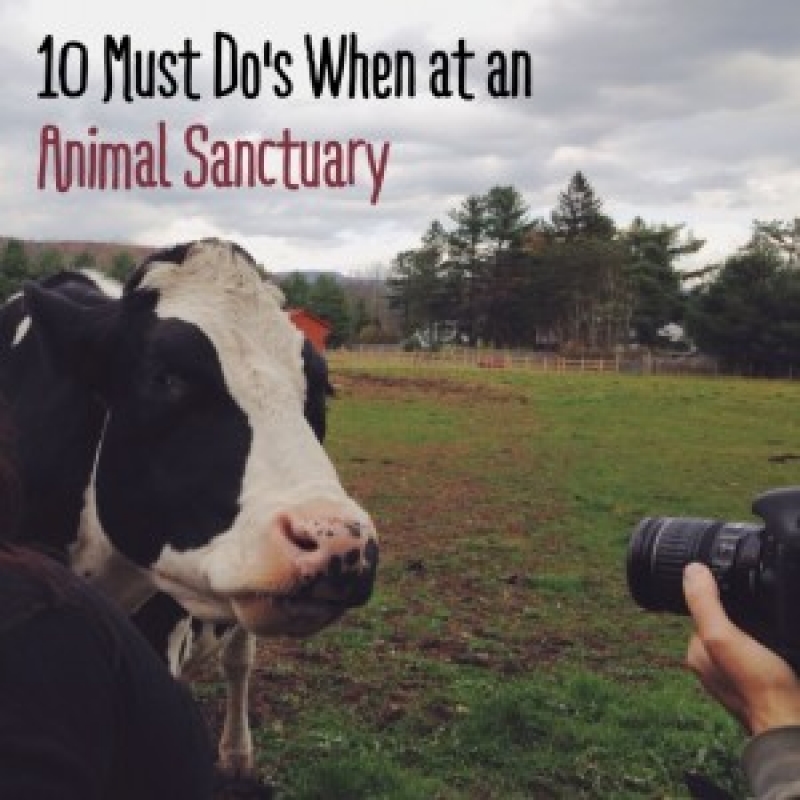 10 Must Do’s When Attending an Animal Sanctuary